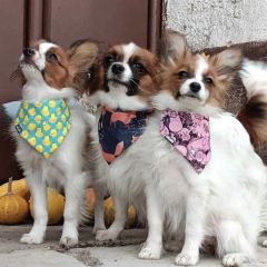 img_20251029_130220_copy_1280x12791032953627109451175