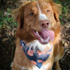 wp-17036691900841628125605720962769