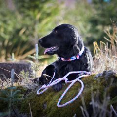 wp-1703672497604374872226673040112