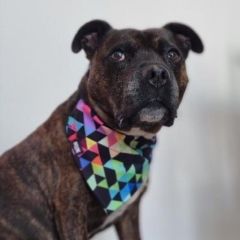 wp-17036750998933710568562397353947