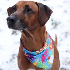 wp-17036752496095835549190403430040