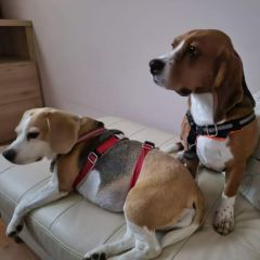 wp-17037553903319099612811439948187