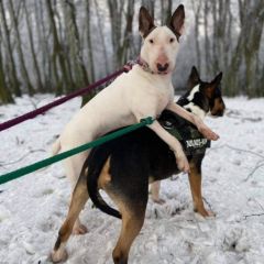 wp-17038605066538897631827295522220