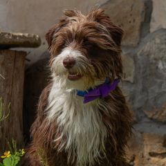 wp-17038622669393733560107548838604