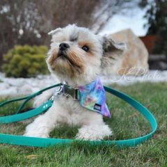 wp-17062625496926946074489390269798