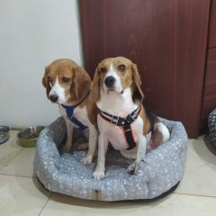 wp-17073113638024751824999747009353