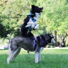 wp-17182637326663754961780365308907