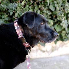 wp-17416018109728391807681188956764