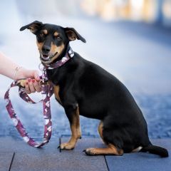 wp-17485987128079159988334992482949