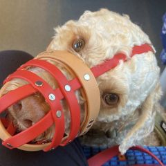 wp-17492075475282855116547753631110