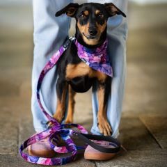 wp-17588876708909050373239154212928