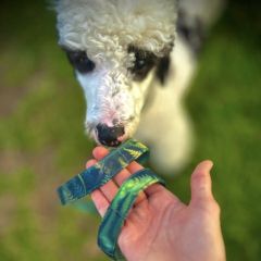 wp-17667449657554590215986969633549